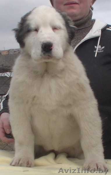 Алабай (среднеазиатская овчарка) чистокровные щенки - Изображение #3, Объявление #1231218