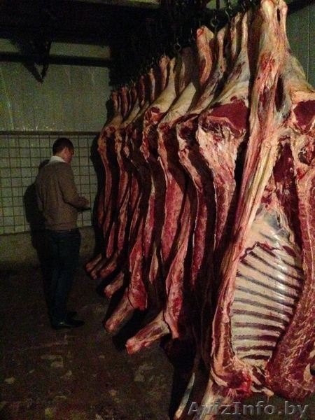 Говядина в полутушах, блочка (односорт) собственного пр-ва - Изображение #3, Объявление #1233580