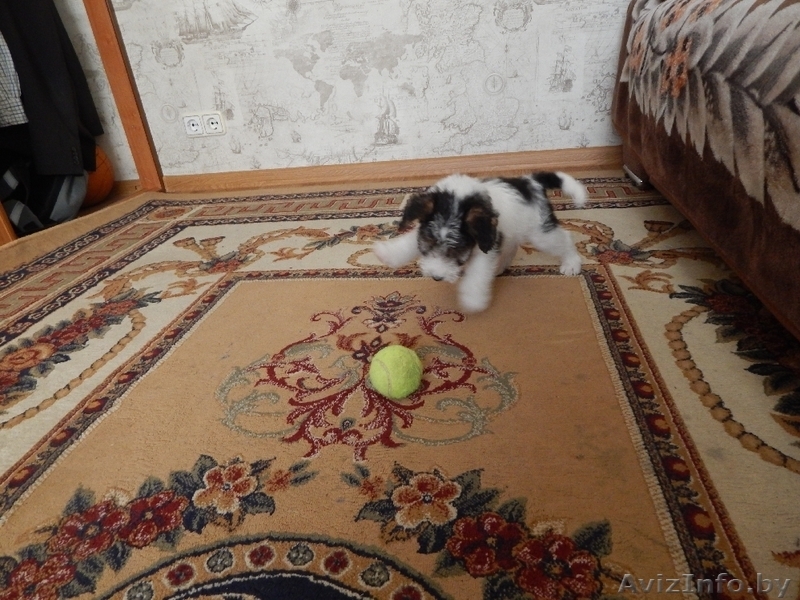 Девочка фокстерьер жесткошерстный 125 у.е  или 1.9 млн.бел.руб. - Изображение #4, Объявление #1236340