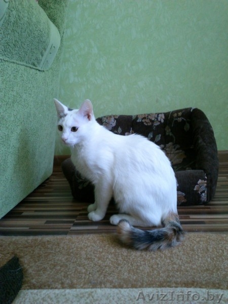 АЛИСА - ТРЕХЦВЕТНАЯ БЛОНДИНКА В ДАР!!! - Изображение #7, Объявление #1154156