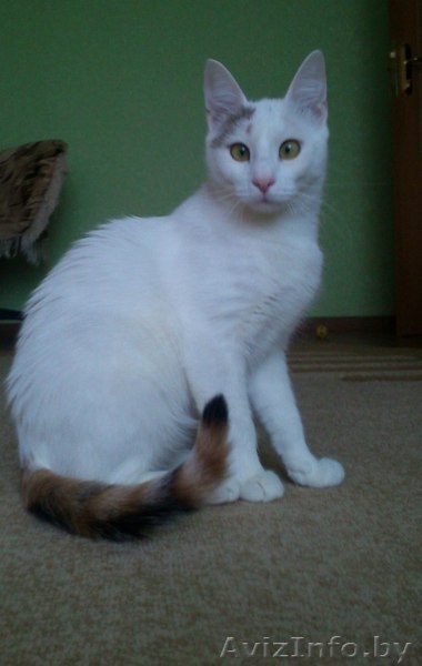 АЛИСА - ТРЕХЦВЕТНАЯ БЛОНДИНКА В ДАР!!! - Изображение #5, Объявление #1154156