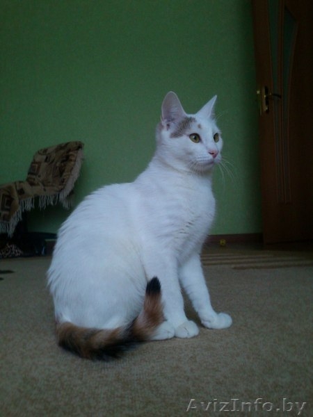 АЛИСА - ТРЕХЦВЕТНАЯ БЛОНДИНКА В ДАР!!! - Изображение #6, Объявление #1154156