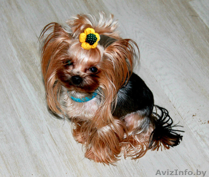 Йоркширский терьер супер мини 1400гр приглашает на вязку дамочек-йороч - Изображение #10, Объявление #998541