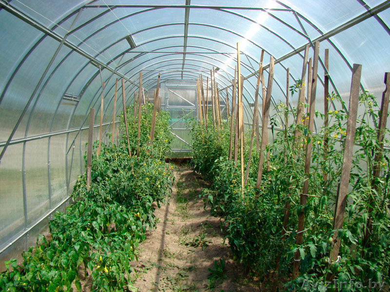 Теплица Урожай ПК от 4 до 10 м в комплекте с поликарбонатом. Доставка по РБ бесп - Изображение #3, Объявление #1229584