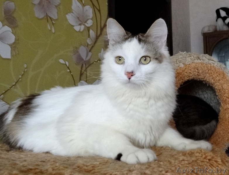 котик Лаврик ищет дом - Изображение #2, Объявление #1255890