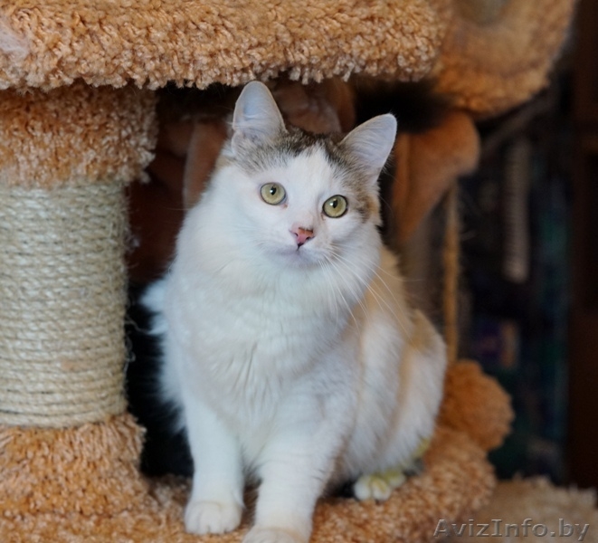 котик Лаврик ищет дом - Изображение #6, Объявление #1255890