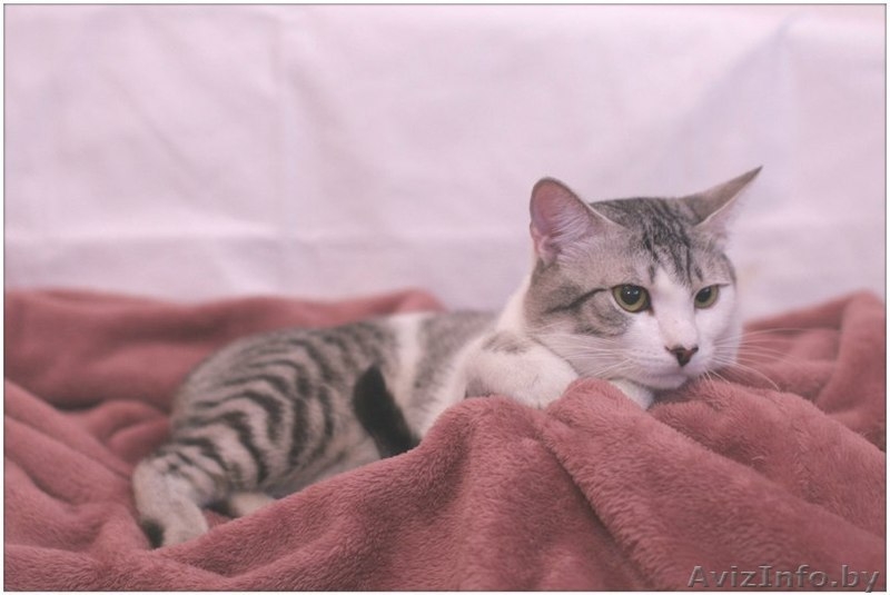 Кот Леопольд - носик сердечком - Изображение #2, Объявление #1250373