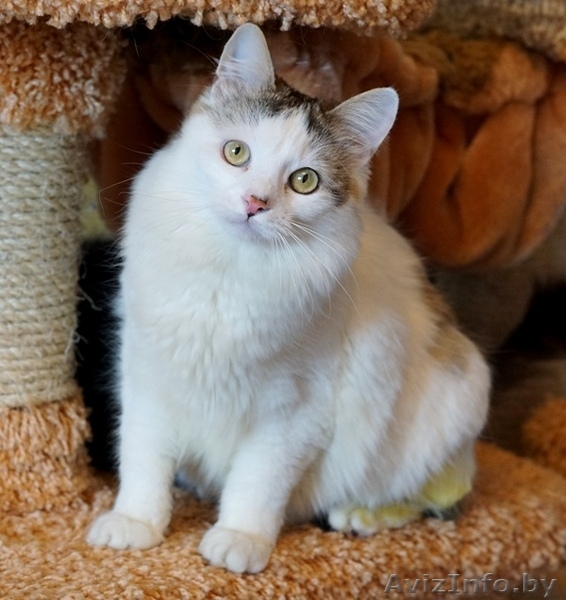 котик Лаврик ищет дом - Изображение #3, Объявление #1255890