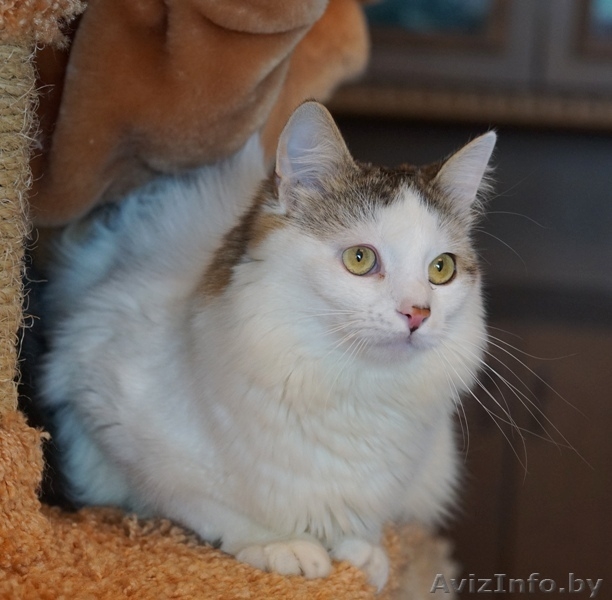 котик Лаврик ищет дом - Изображение #4, Объявление #1255890