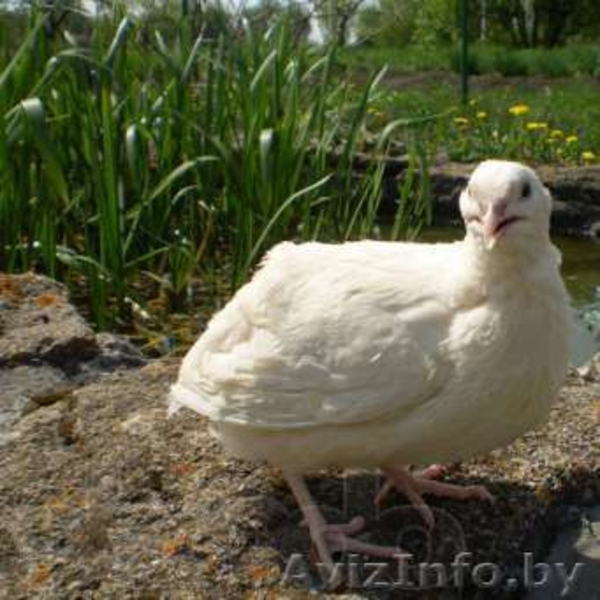 техасский белый перепел - Изображение #3, Объявление #1247443