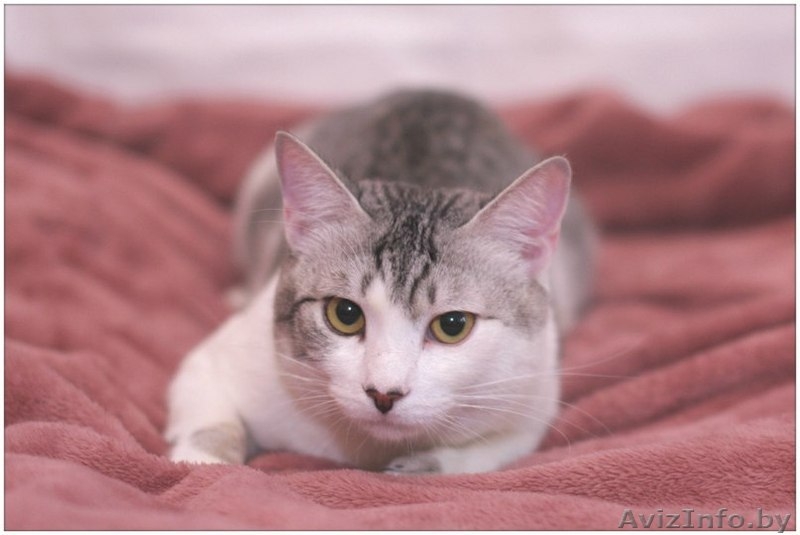 Кот Леопольд - носик сердечком - Изображение #1, Объявление #1250373