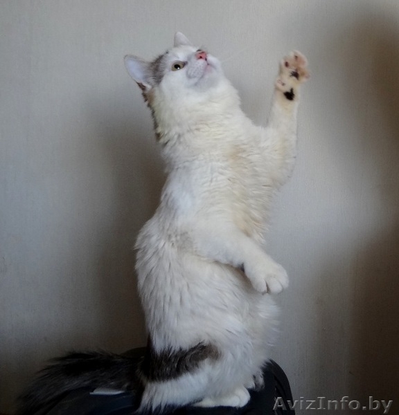 котик Лаврик ищет дом - Изображение #5, Объявление #1255890