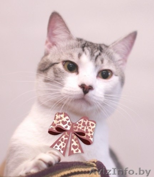 Кот Леопольд - носик сердечком - Изображение #3, Объявление #1250373