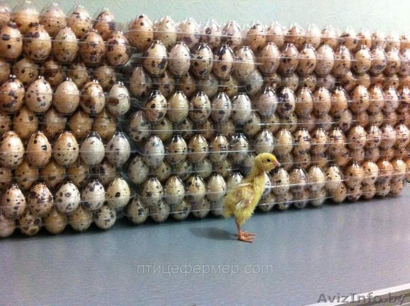 техасский белый перепел - Изображение #1, Объявление #1247443