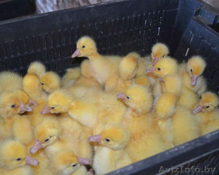 Продам гусят в Минске - Изображение #2, Объявление #1248033