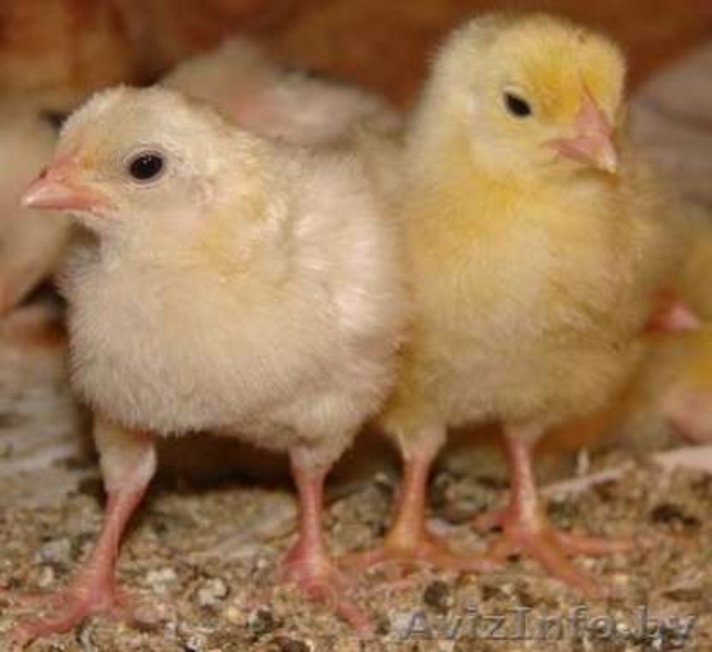 техасский белый перепел - Изображение #2, Объявление #1247443