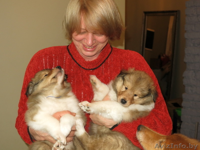 Колли щенки с родословной - Изображение #9, Объявление #1250729