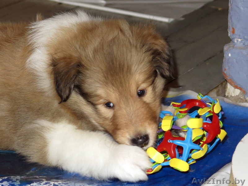 Колли щенки с родословной - Изображение #4, Объявление #1250729