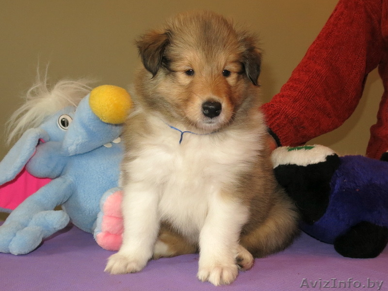 Колли щенки с родословной - Изображение #1, Объявление #1250729