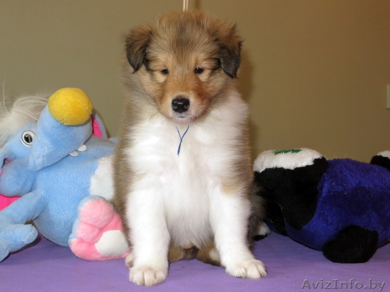 Колли щенки с родословной - Изображение #2, Объявление #1250729