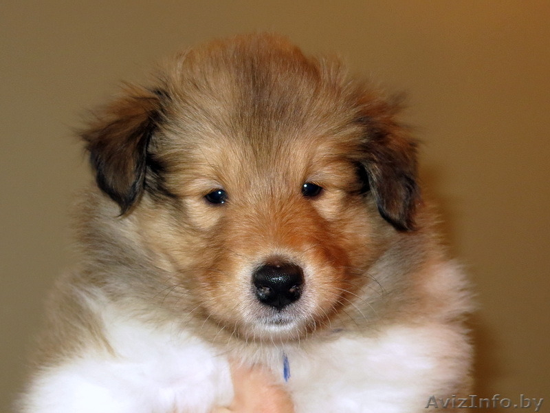 Колли щенки с родословной - Изображение #3, Объявление #1250729