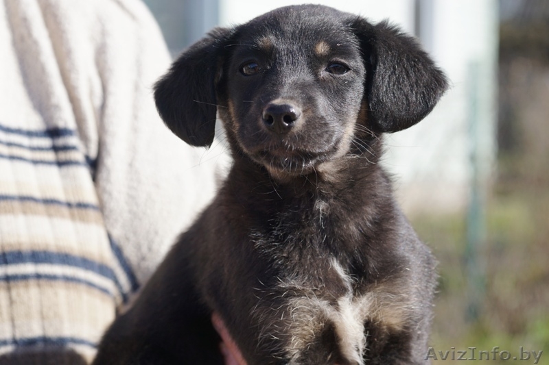 щенок малышка в дар - Изображение #2, Объявление #1262197