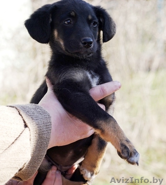 щенок малышка в дар - Изображение #4, Объявление #1262197