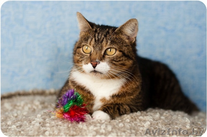 Домашняя тигруля Машуля - возвращайтесь не в дом, а домой! - Изображение #3, Объявление #1259757