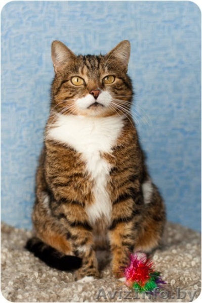 Домашняя тигруля Машуля - возвращайтесь не в дом, а домой! - Изображение #4, Объявление #1259757