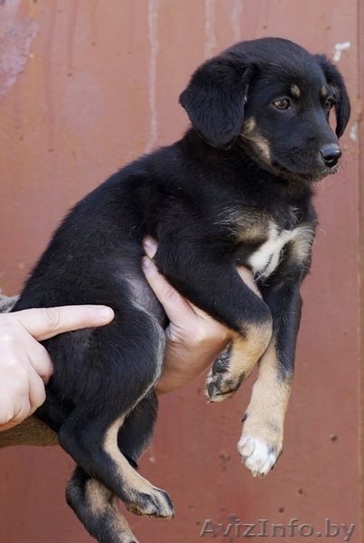 щенок малышка в дар - Изображение #3, Объявление #1262197