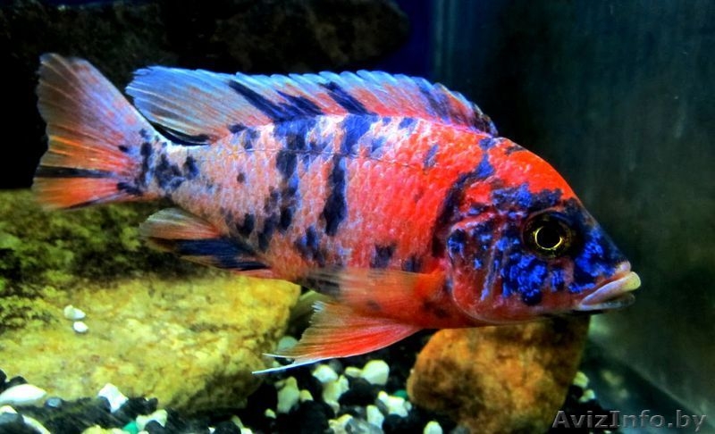 Цыхлиды разные - Аквариумные рыбки - Изображение #4, Объявление #1150327