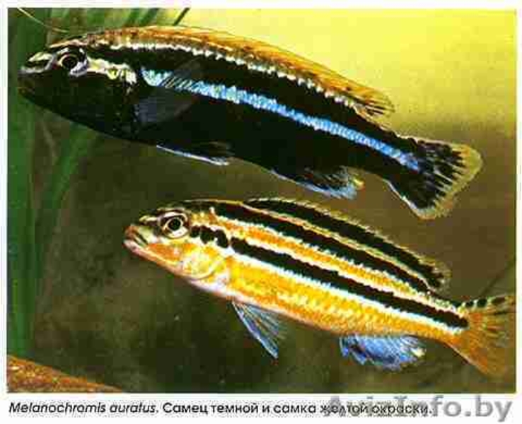 Цыхлиды разные - Аквариумные рыбки - Изображение #6, Объявление #1150327