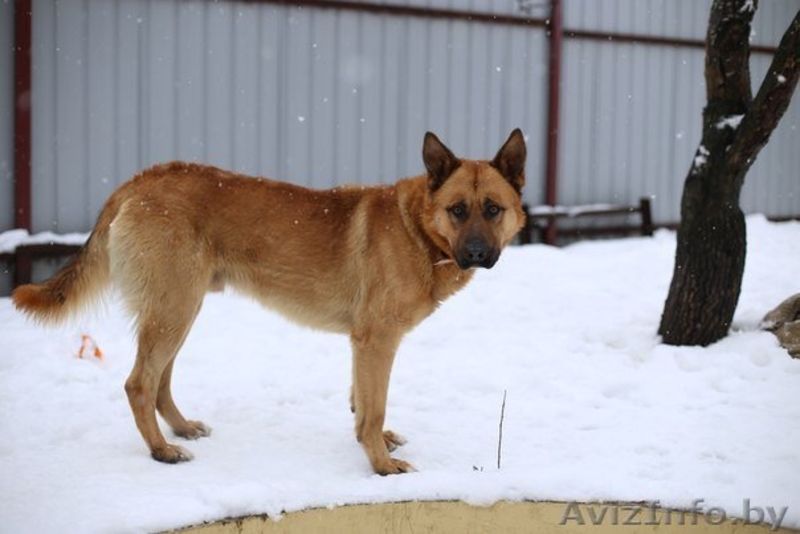 Метис немецкой овчарки и малинуа в дар... - Изображение #1, Объявление #1267137