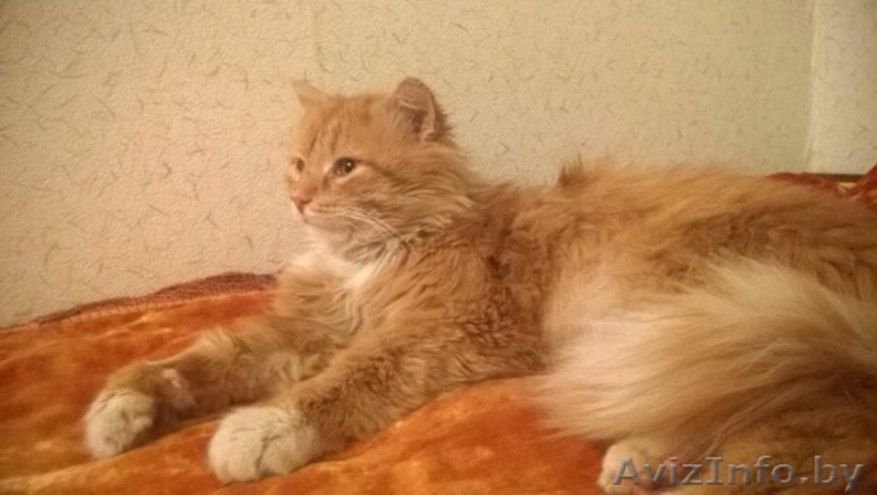 #помощь #кот #передержка #рыжий_кот г.МИНСК, БЕЛАРУСЬ Срочно нужна ПЕРЕДЕРЖКА, а - Изображение #1, Объявление #1261024