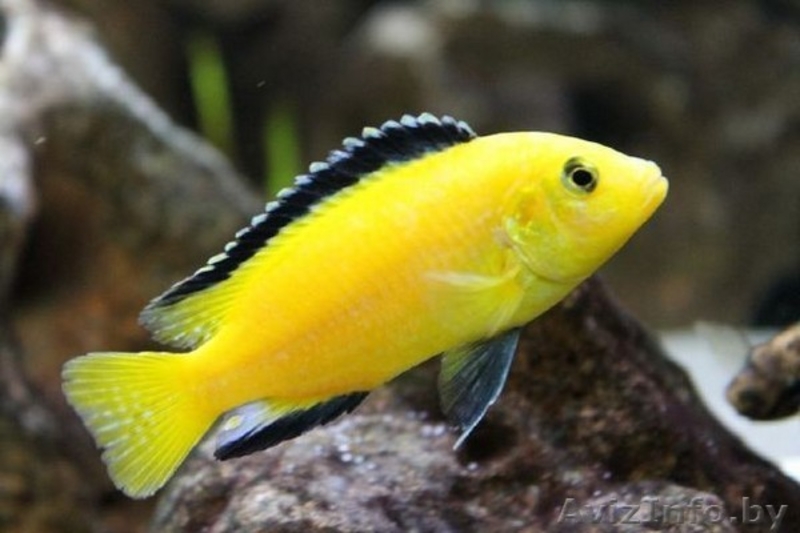 Цыхлиды разные - Аквариумные рыбки - Изображение #9, Объявление #1150327