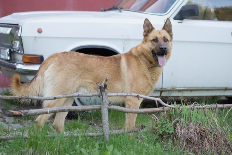 Метис немецкой овчарки и малинуа в дар... - Изображение #4, Объявление #1267137