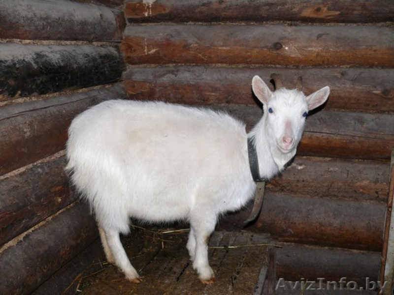 продам трех коз и козла - Изображение #2, Объявление #1264400