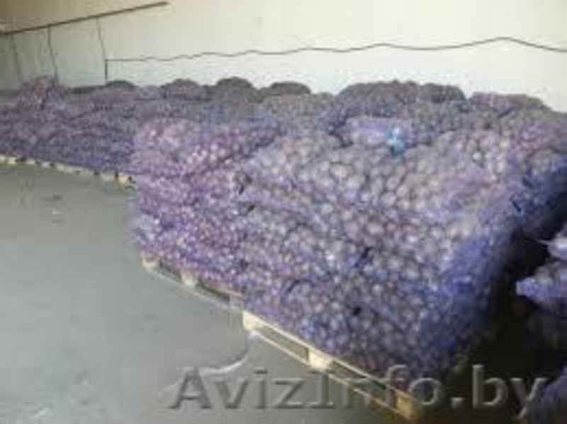 Картофель крупный и семенной в розницу. Доставка бесплатно! - Изображение #3, Объявление #1259562