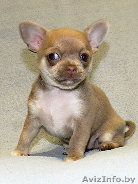 продам по родного щенка чихуахуа - Изображение #1, Объявление #1260049