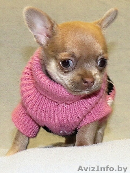 продам по родного щенка чихуахуа - Изображение #3, Объявление #1260049