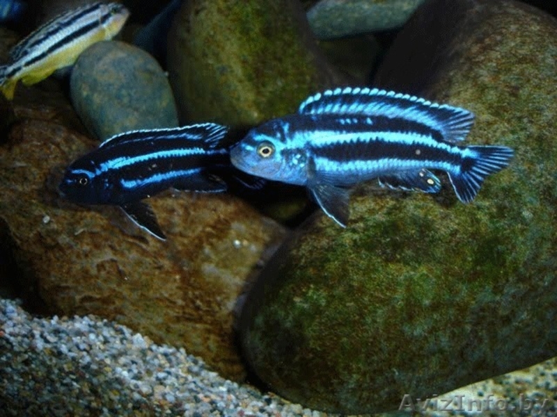 Цыхлиды разные - Аквариумные рыбки - Изображение #10, Объявление #1150327