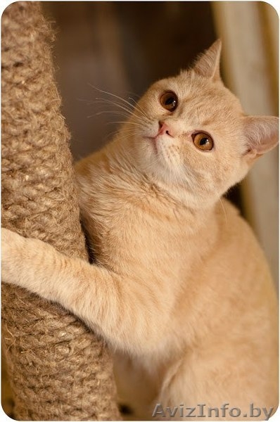 Рыжий котенок Оскар - в добрые руки - Изображение #1, Объявление #1258117