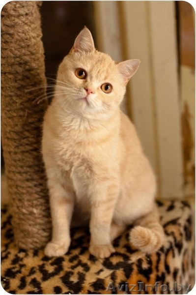 Рыжий котенок Оскар - в добрые руки - Изображение #2, Объявление #1258117