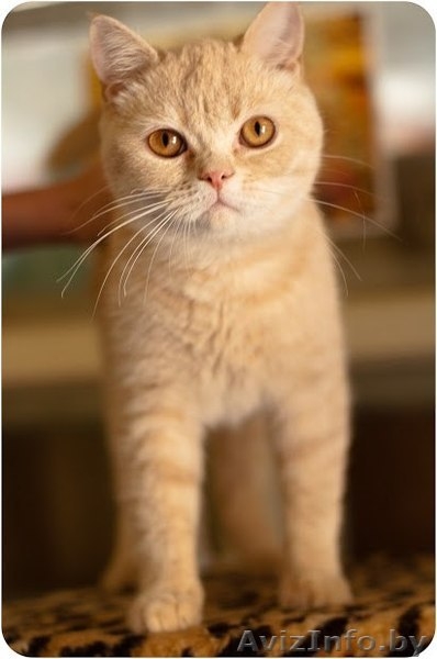 Рыжий котенок Оскар - в добрые руки - Изображение #4, Объявление #1258117