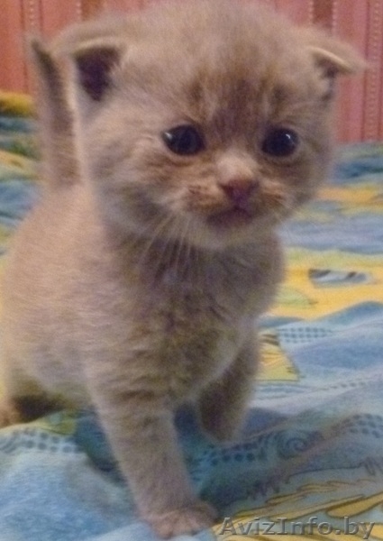 котята шотландской вислаухой - Изображение #3, Объявление #1270686