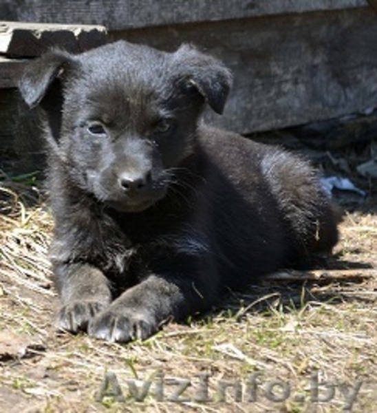 Очаровательная щенуля  ищет дом! - Изображение #1, Объявление #1270711