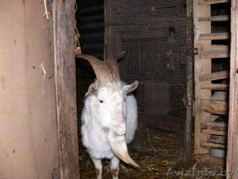продам трех коз и козла - Изображение #3, Объявление #1264400