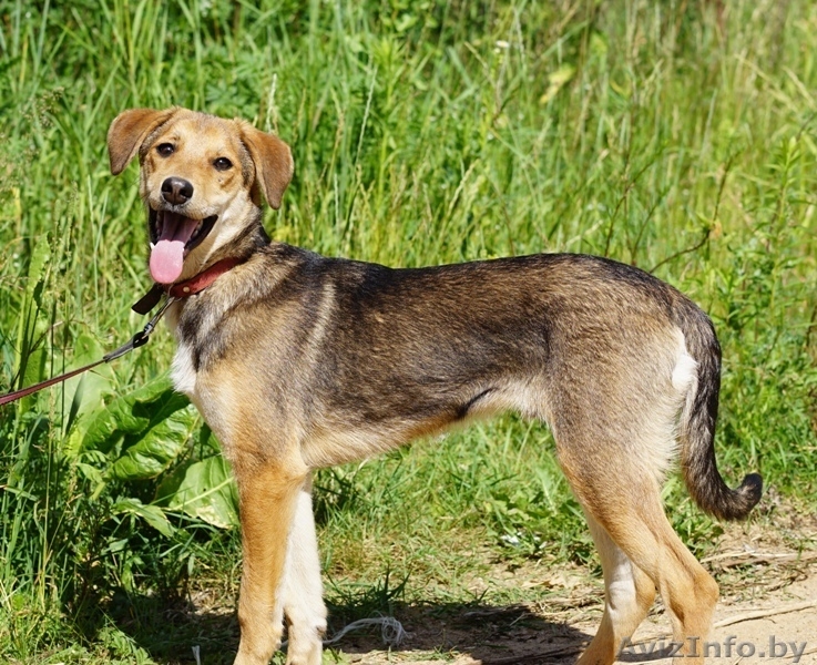 песик-подросток  Лордик ищет дом - Изображение #6, Объявление #1282592