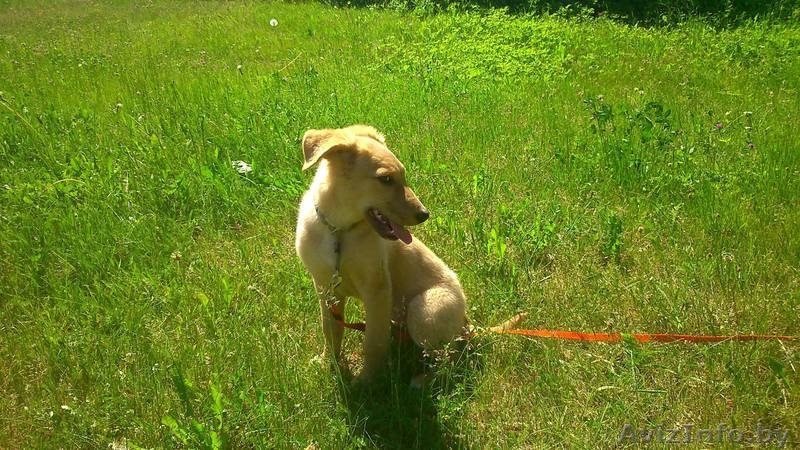 Щенок в дар ответственным людям! - Изображение #1, Объявление #1274087