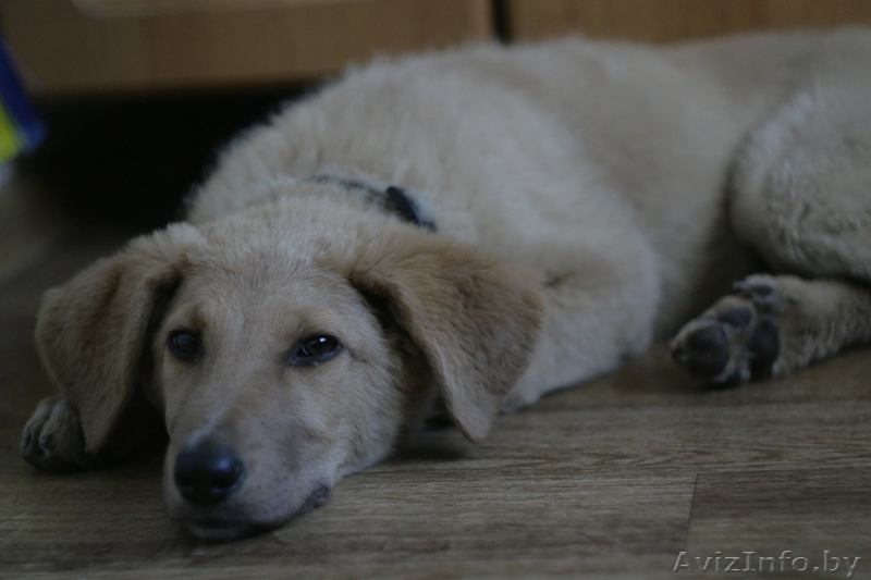 Щенок в дар ответственным людям! - Изображение #2, Объявление #1274087